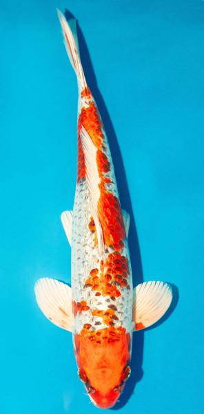 Koi 40-45cm Nr. 3430