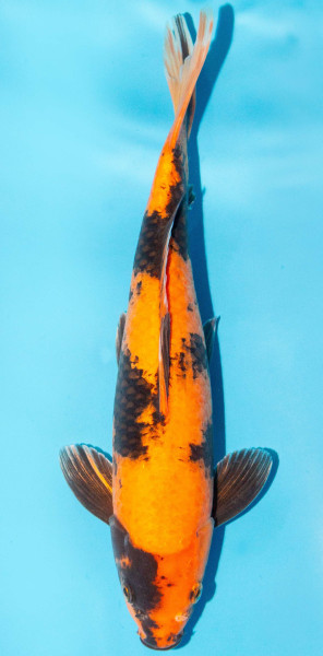 Koi 35-40cm Nr. 1317