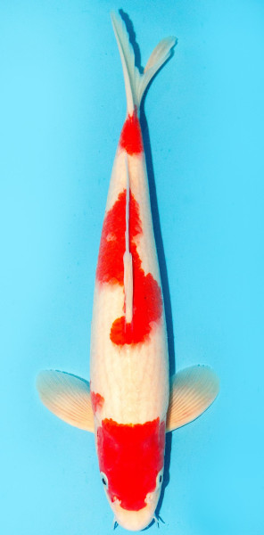 Koi 35-40cm Nr. 3806