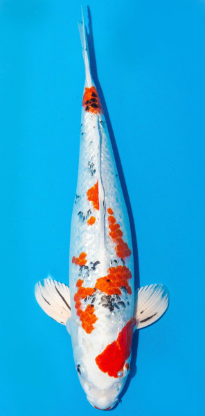 Koi 40-45cm Nr. 3413