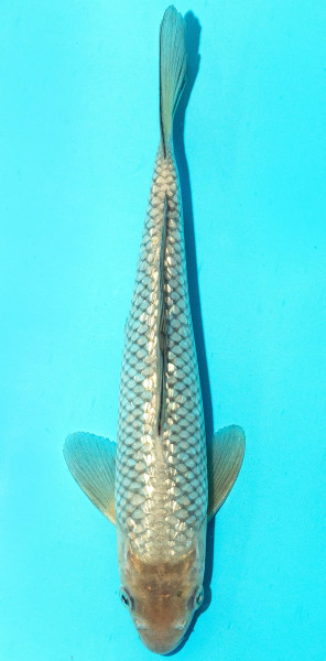 Koi 25-30cm Nr. 3644