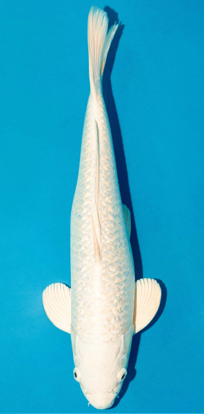 Koi 40-45cm Nr. 3449