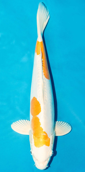 Koi 40-45cm Nr. 3923