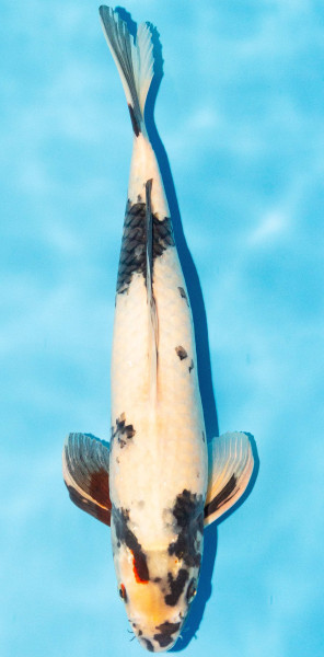 Koi 35-40cm Nr. 1343