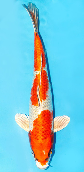 Koi 30-35cm Nr. 2637