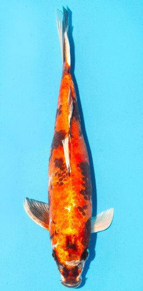 Koi 30-35cm Nr. 2673