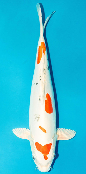 Koi 40-45cm Nr. 3454