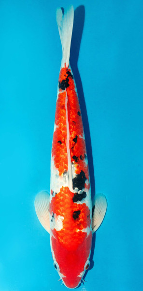 Koi 40-45cm Nr. 3442