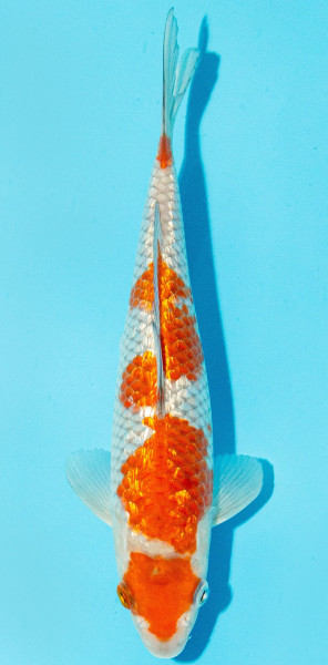 Koi 25-30cm Nr. 3004