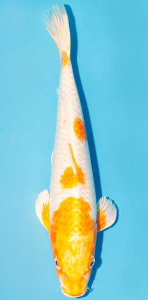 Koi 30-35cm Nr. 2644