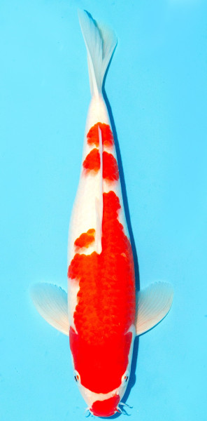 Koi 30-35cm Nr. 2668