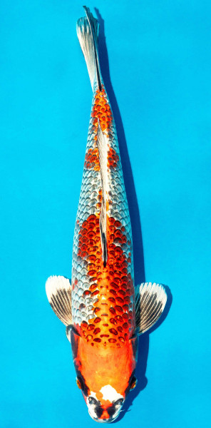 Koi 40-45cm Nr. 3451