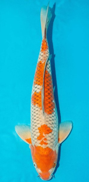 Koi 40-45cm Nr. 3421