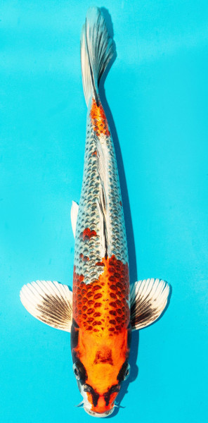 Koi 25-30cm Nr. 3100