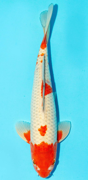 Koi 30-35cm Nr. 2933