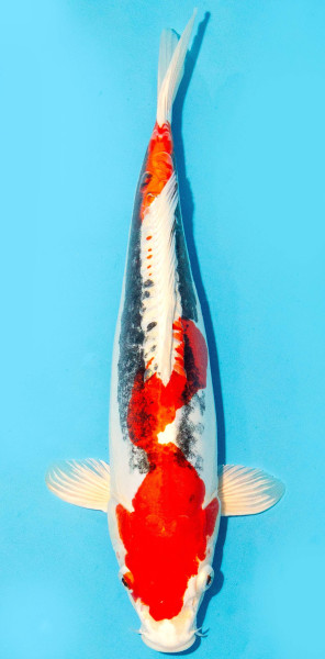 Koi 35-40cm Nr. 3843