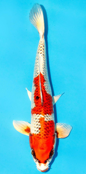 Koi 30-35cm Nr. 2631