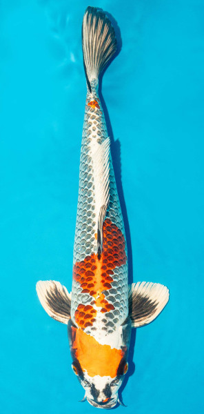 Koi 40-45cm Nr. 3428