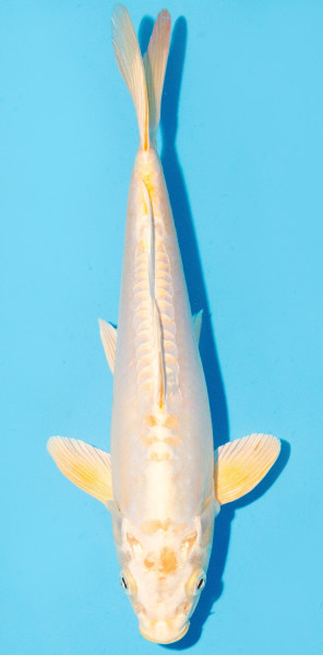 Koi 30-35cm Nr. 2603