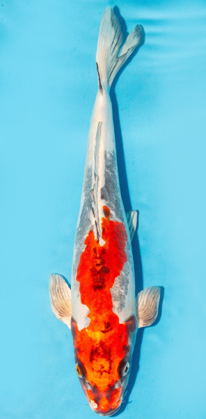 Koi 35-40cm Nr. 3814