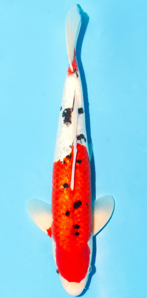 Koi 35-40cm Nr. 1312