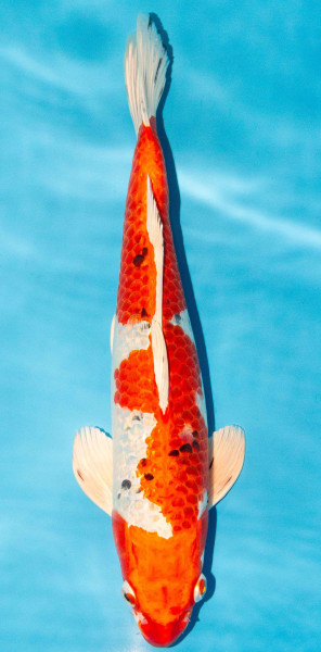 Koi 35-40cm Nr. 3819