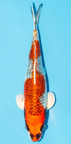 Koi 35-40cm Nr. 1337