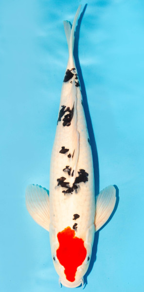 Koi 35-40cm Nr. 3869