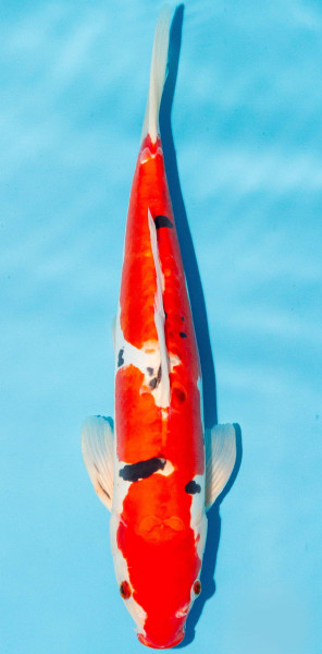 Koi 35-40cm Nr. 3827