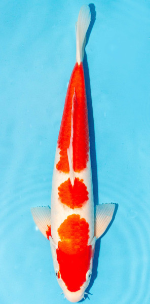 Koi 35-40cm Nr. 1362