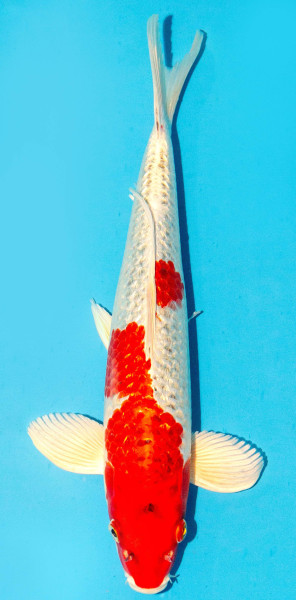 Koi 35-40cm Nr. 3804