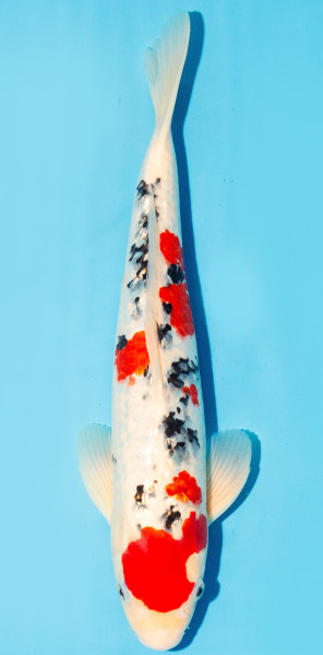 Koi 35-40cm Nr. 3851