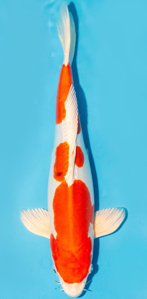 Koi 35-40cm Nr. 3846