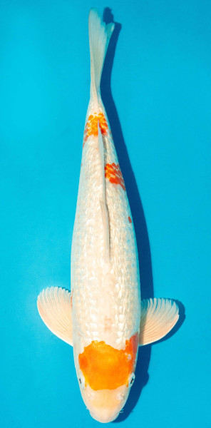 Koi 40-45cm Nr. 3434